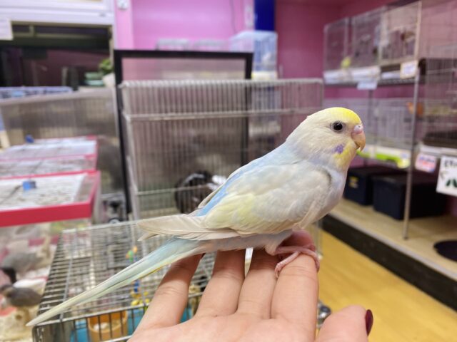 最新画像有ります⭐️大人気!爽やかカラーなセキセイインコヒナさん来ました パステルレインボー セキセイインコ