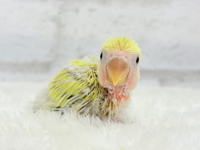 ピュアピュア🍬フレッシュ果実🍋🫧コザクラインコ(ゴールデンチェリー) ヒナ コザクラインコ(小桜インコ)