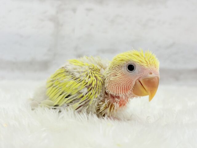 ピュアピュア🍬フレッシュ果実🍋🫧コザクラインコ(ゴールデンチェリー) ヒナ コザクラインコ(小桜インコ)