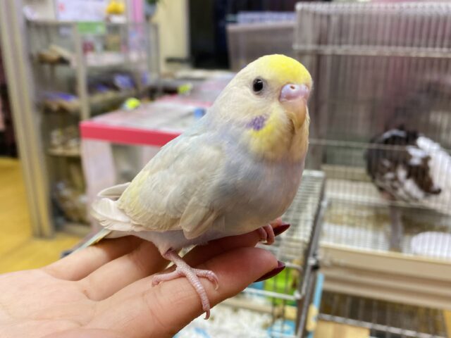 最新画像有ります⭐️大人気！爽やかカラーなセキセイインコヒナさん来ました　パステルレインボー