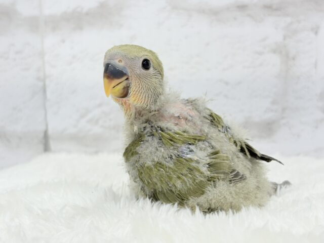 ふんわり優しい抹茶ちゃん🍵🍡コザクラインコ(オリーブ) ヒナ コザクラインコ(小桜インコ)