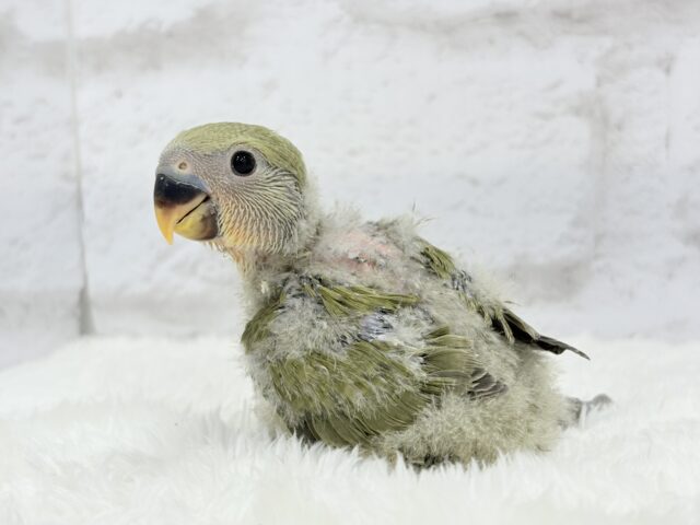 ふんわり優しい抹茶ちゃん🍵🍡コザクラインコ(オリーブ) ヒナ コザクラインコ(小桜インコ)