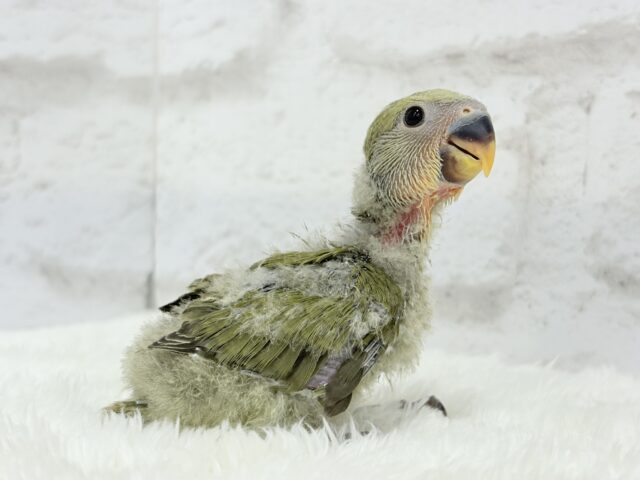 ふんわり優しい抹茶ちゃん🍵🍡コザクラインコ(オリーブ) ヒナ コザクラインコ(小桜インコ)