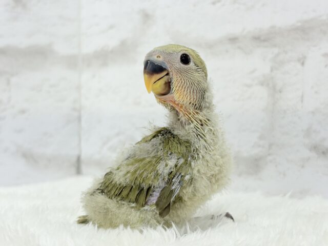 ふんわり優しい抹茶ちゃん🍵🍡コザクラインコ(オリーブ) ヒナ コザクラインコ(小桜インコ)