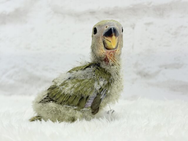 ふんわり優しい抹茶ちゃん🍵🍡コザクラインコ(オリーブ) ヒナ コザクラインコ(小桜インコ)