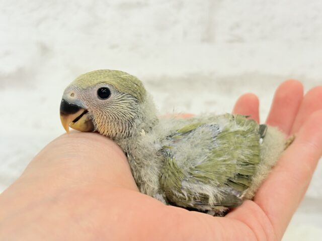 ふんわり優しい抹茶ちゃん🍵🍡コザクラインコ(オリーブ) ヒナ コザクラインコ(小桜インコ)