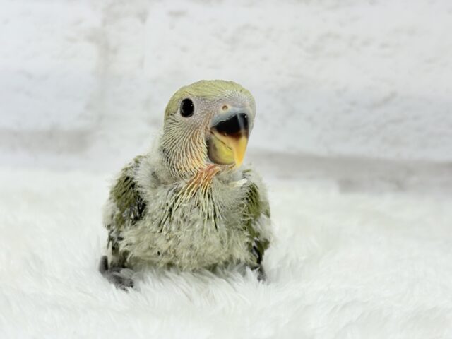 ふんわり優しい抹茶ちゃん🍵🍡コザクラインコ(オリーブ) ヒナ コザクラインコ(小桜インコ)