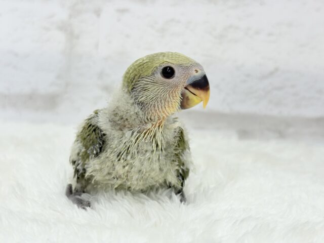 ふんわり優しい抹茶ちゃん🍵🍡コザクラインコ(オリーブ) ヒナ コザクラインコ(小桜インコ)
