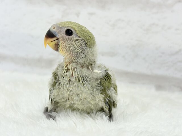 ふんわり優しい抹茶ちゃん🍵🍡コザクラインコ(オリーブ) ヒナ コザクラインコ(小桜インコ)