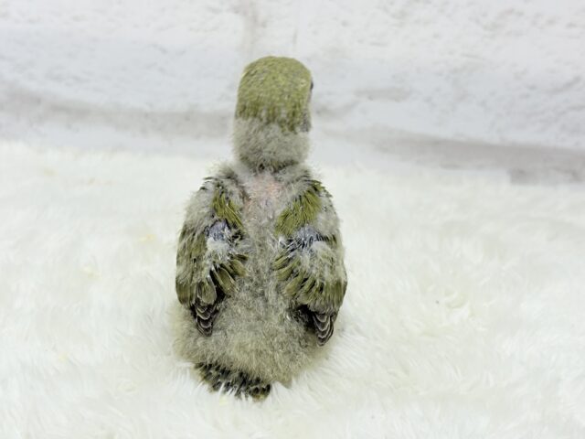 ふんわり優しい抹茶ちゃん🍵🍡コザクラインコ(オリーブ) ヒナ コザクラインコ(小桜インコ)