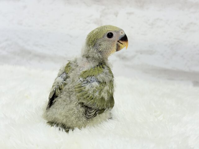 ふんわり優しい抹茶ちゃん🍵🍡コザクラインコ(オリーブ) ヒナ コザクラインコ(小桜インコ)