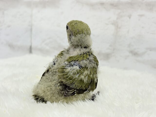 ふんわり優しい抹茶ちゃん🍵🍡コザクラインコ(オリーブ) ヒナ コザクラインコ(小桜インコ)