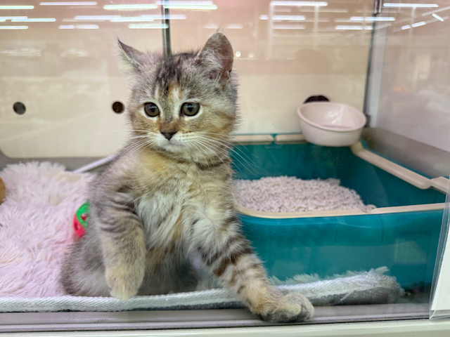 スコティッシュフォールド