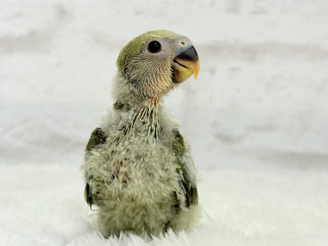 ふんわり優しい抹茶ちゃん🍵🍡コザクラインコ(オリーブ) ヒナ コザクラインコ(小桜インコ)