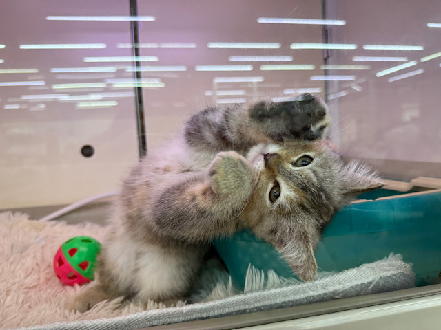 控えめな甘えん坊さん💗遊ぶとスイッチとまらないよぉ🎶 *スコティッシュフォールドの女のコきました🌟 スコティッシュフォールド