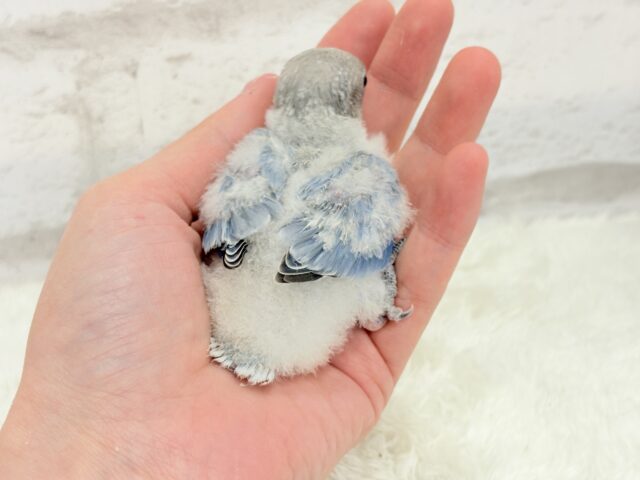 とっとこわた毛ペンギン🐧☁️コザクラインコ(バイオレットオパーリン) ヒナ コザクラインコ(小桜インコ)