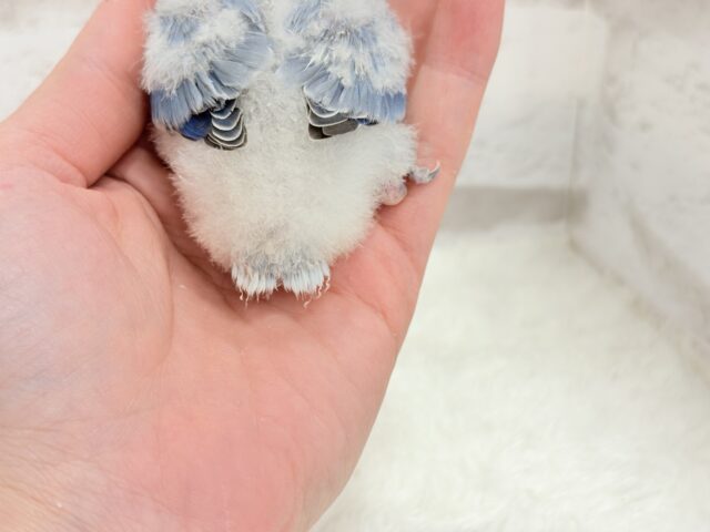 とっとこわた毛ペンギン🐧☁️コザクラインコ(バイオレットオパーリン) ヒナ コザクラインコ(小桜インコ)
