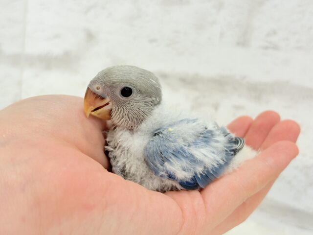 とっとこわた毛ペンギン🐧☁️コザクラインコ(バイオレットオパーリン) ヒナ コザクラインコ(小桜インコ)