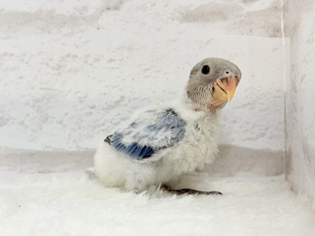 とっとこわた毛ペンギン🐧☁️コザクラインコ(バイオレットオパーリン) ヒナ コザクラインコ(小桜インコ)