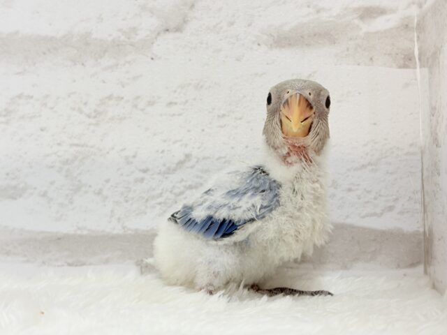 とっとこわた毛ペンギン🐧☁️コザクラインコ(バイオレットオパーリン) ヒナ コザクラインコ(小桜インコ)