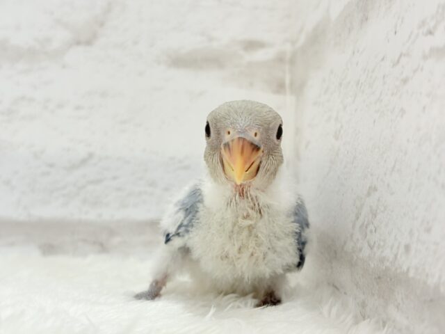 とっとこわた毛ペンギン🐧☁️コザクラインコ(バイオレットオパーリン) ヒナ コザクラインコ(小桜インコ)