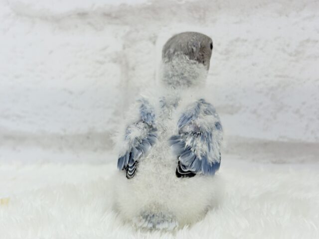 とっとこわた毛ペンギン🐧☁️コザクラインコ(バイオレットオパーリン) ヒナ コザクラインコ(小桜インコ)