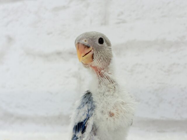 とっとこわた毛ペンギン🐧☁️コザクラインコ(バイオレットオパーリン) ヒナ コザクラインコ(小桜インコ)