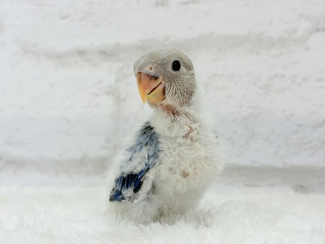 とっとこわた毛ペンギン🐧☁️コザクラインコ(バイオレットオパーリン) ヒナ コザクラインコ(小桜インコ)