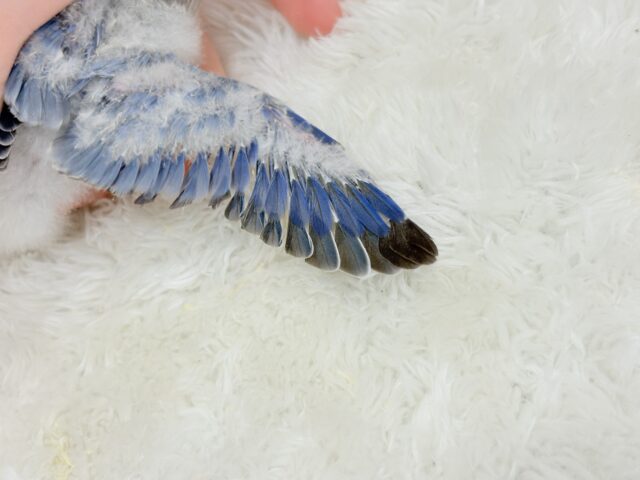 とっとこわた毛ペンギン🐧☁️コザクラインコ(バイオレットオパーリン) ヒナ コザクラインコ(小桜インコ)
