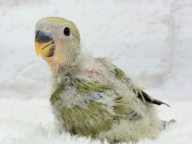 ふんわり優しい抹茶ちゃん🍵🍡コザクラインコ(オリーブ) ヒナ ふんわり優しい抹茶ちゃん🍵🍡コザクラインコ(オリーブ) ヒナ
