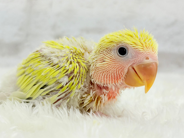 ピュアピュア🍬フレッシュ果実🍋🫧コザクラインコ(ゴールデンチェリー) ヒナ ピュアピュア🍬フレッシュ果実🍋🫧コザクラインコ(ゴールデンチェリー) ヒナ