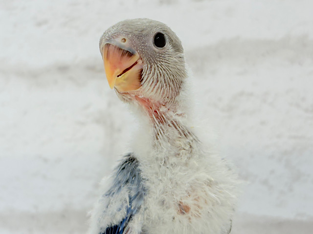 とっとこわた毛ペンギン🐧☁️コザクラインコ(バイオレットオパーリン) ヒナ とっとこわた毛ペンギン🐧☁️コザクラインコ(バイオレットオパーリン) ヒナ