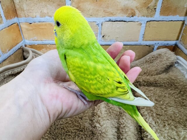 11/8更新☆黄色と緑のグラデーション✨セキセイインコのヒナ(グリーンスパングル)入荷しました❤️ セキセイインコ