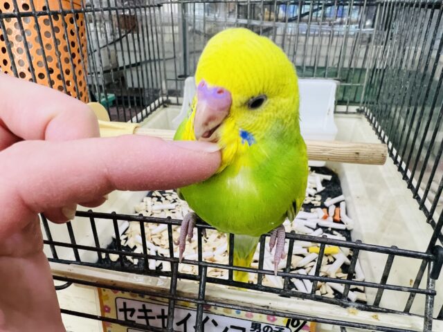 11/8更新☆黄色と緑のグラデーション✨セキセイインコのヒナ(グリーンスパングル)入荷しました❤️ セキセイインコ