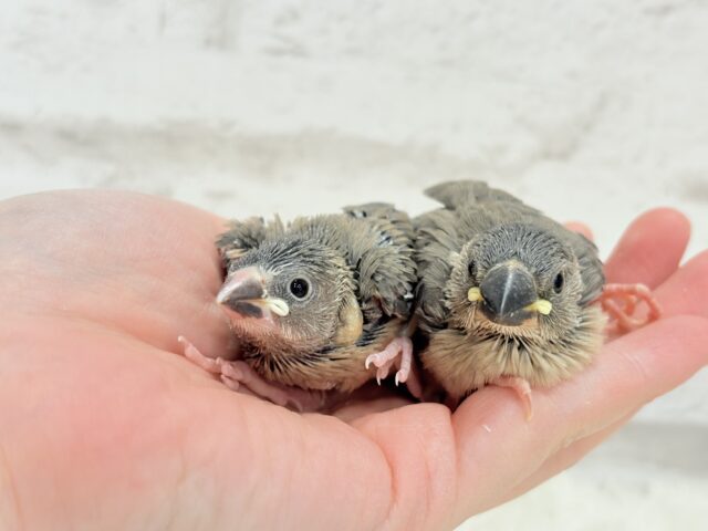 癒されついんず🐣💖🐣桜文鳥 ヒナ 桜文鳥