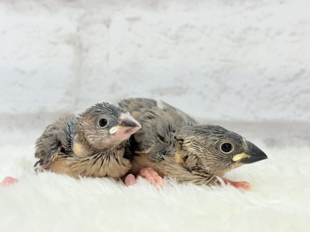 癒されついんず🐣💖🐣桜文鳥 ヒナ 桜文鳥