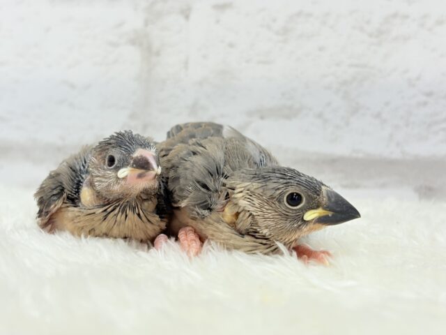 癒されついんず🐣💖🐣桜文鳥 ヒナ 桜文鳥
