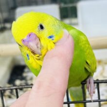 11/8更新☆黄色と緑のグラデーション✨セキセイインコのヒナ(グリーンスパングル)入荷しました❤️