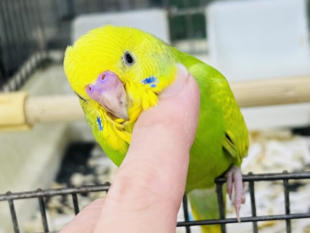 11/8更新☆黄色と緑のグラデーション✨セキセイインコのヒナ(グリーンスパングル)入荷しました❤️