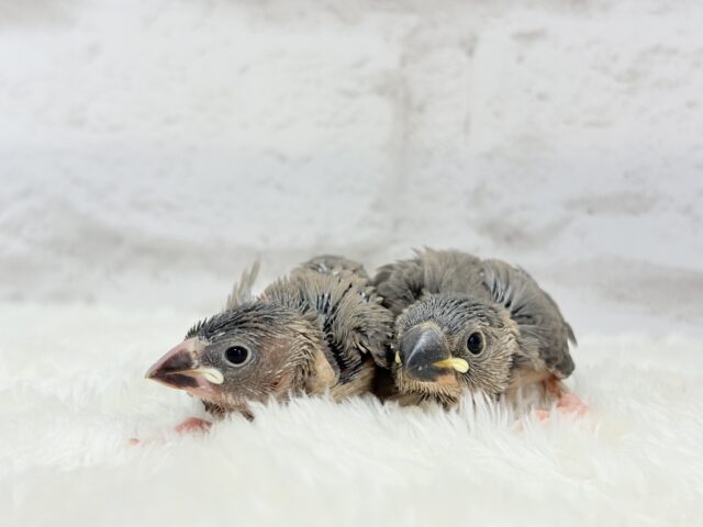 癒されついんず🐣💖🐣桜文鳥 ヒナ 桜文鳥