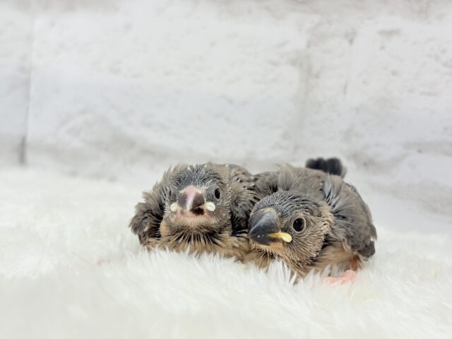 癒されついんず🐣💖🐣桜文鳥 ヒナ 桜文鳥