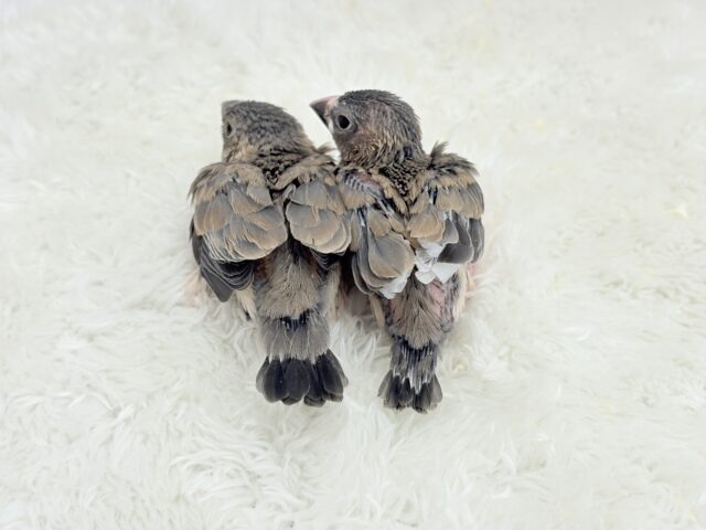 癒されついんず🐣💖🐣桜文鳥 ヒナ 桜文鳥