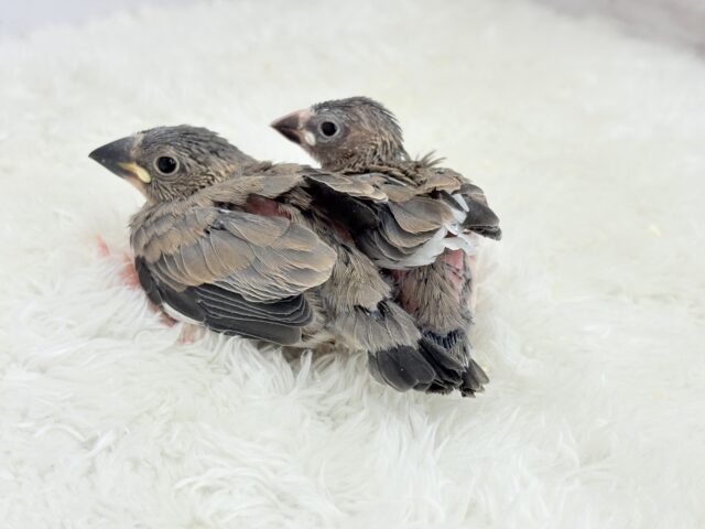 癒されついんず🐣💖🐣桜文鳥 ヒナ 桜文鳥
