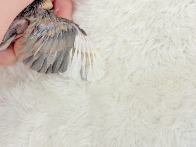 癒されついんず🐣💖🐣桜文鳥 ヒナ 桜文鳥