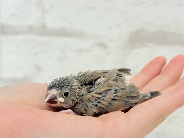 癒されついんず🐣💖🐣桜文鳥 ヒナ 桜文鳥