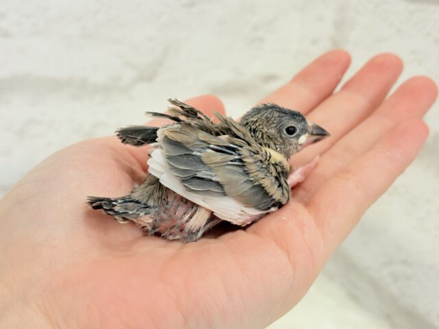 癒されついんず🐣💖🐣桜文鳥 ヒナ 桜文鳥