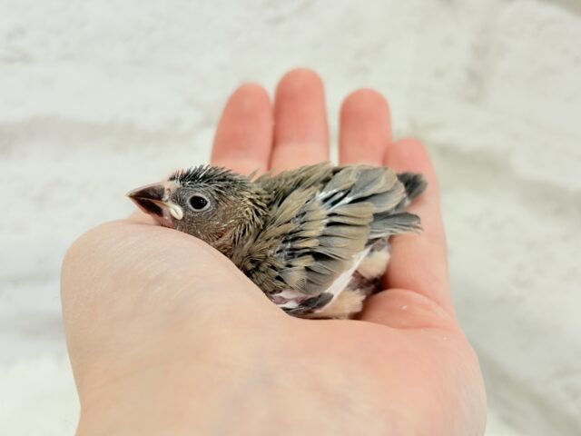 癒されついんず🐣💖🐣桜文鳥 ヒナ 桜文鳥