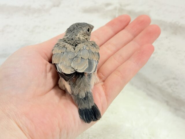 癒されついんず🐣💖🐣桜文鳥 ヒナ 桜文鳥