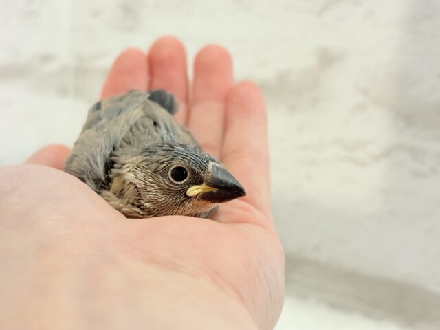 癒されついんず🐣💖🐣桜文鳥 ヒナ 桜文鳥