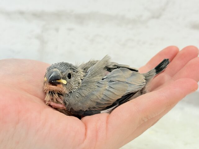 癒されついんず🐣💖🐣桜文鳥 ヒナ 桜文鳥
